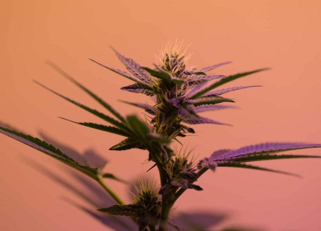 Cannabis Plant in Purple Light; Highlighting Rapid Low Temperature Dehydration and How it Works