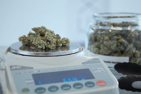 cannabis on a scale being weighed before storage; highlighting that properly stored cannabis has an increased shelf life