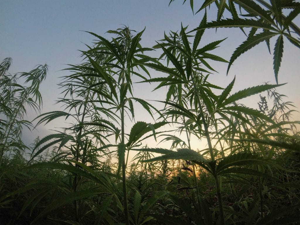 Hemp crops growing in a field at sunset, highlighting Hemp Drying with Dhydra's Rapid Low Thermal Dehydration Technology